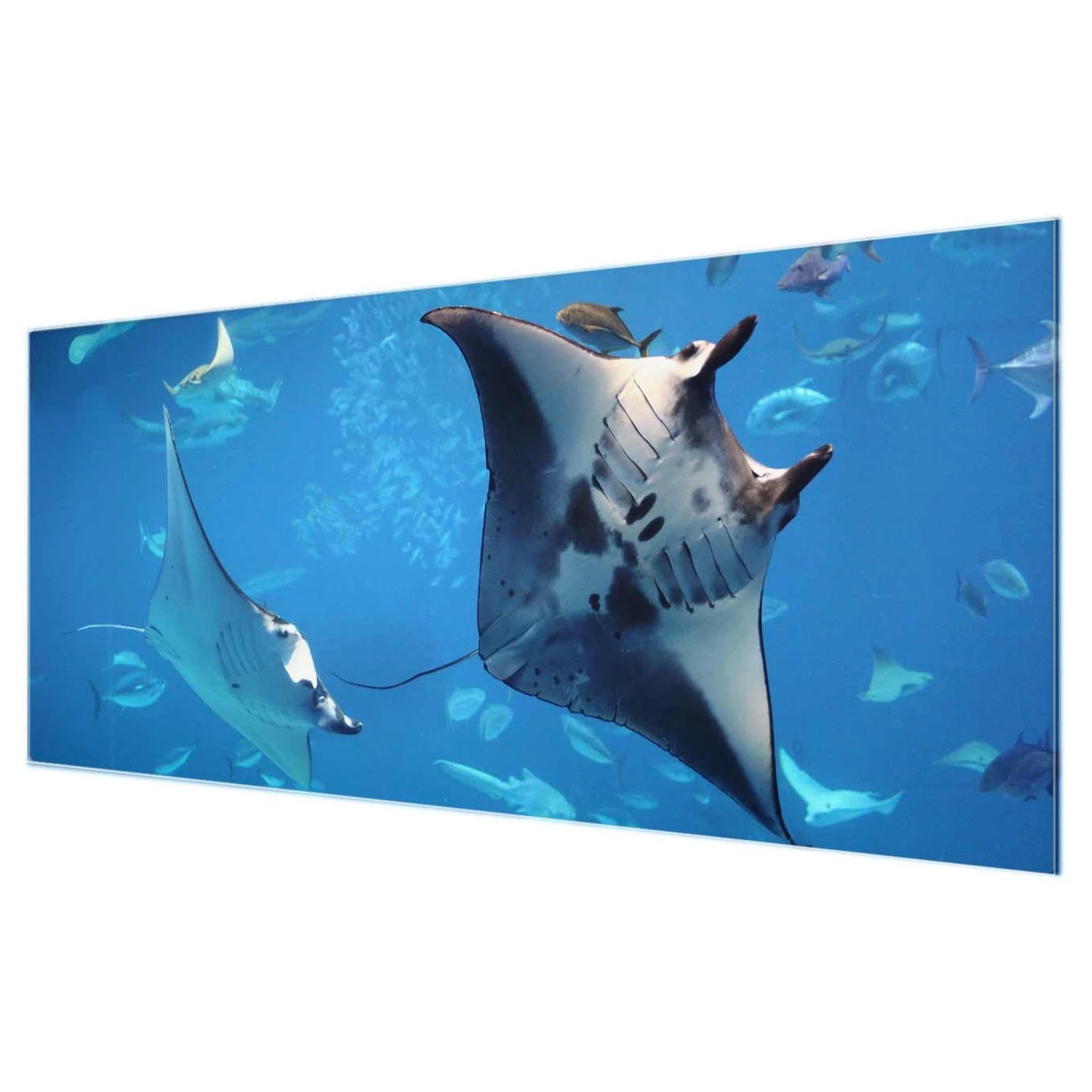 Bilderwelten Tableau en verre Manta Ray - Bleu - 125 x 50 x 0,4 cm - 125 x 50 cm â Image 6