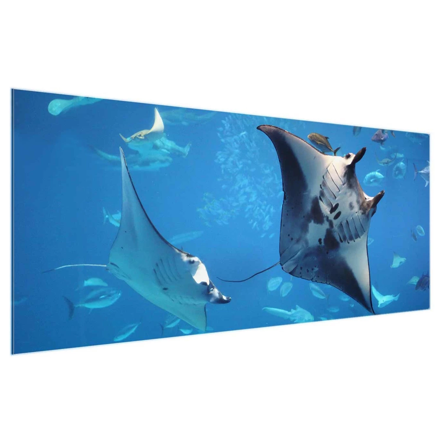 Bilderwelten Tableau en verre Manta Ray - Bleu - 125 x 50 x 0,4 cm - 125 x 50 cm â Image 7