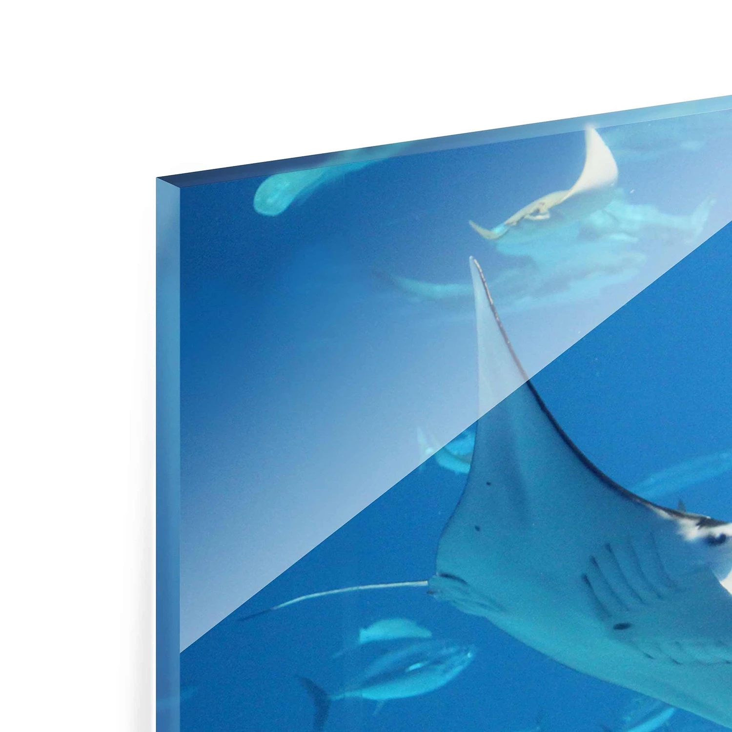 Bilderwelten Tableau en verre Manta Ray - Bleu - 125 x 50 x 0,4 cm - 125 x 50 cm â Image 8