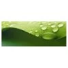 Bilderwelten Tableau en verre Drops of Nature - Vert - 125 x 50 x 0,4 cm - 125 x 50 cm