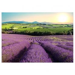 Artgeist Papier peint intissé Lavender Field - Intissé - Violet - 300 x 210 cm