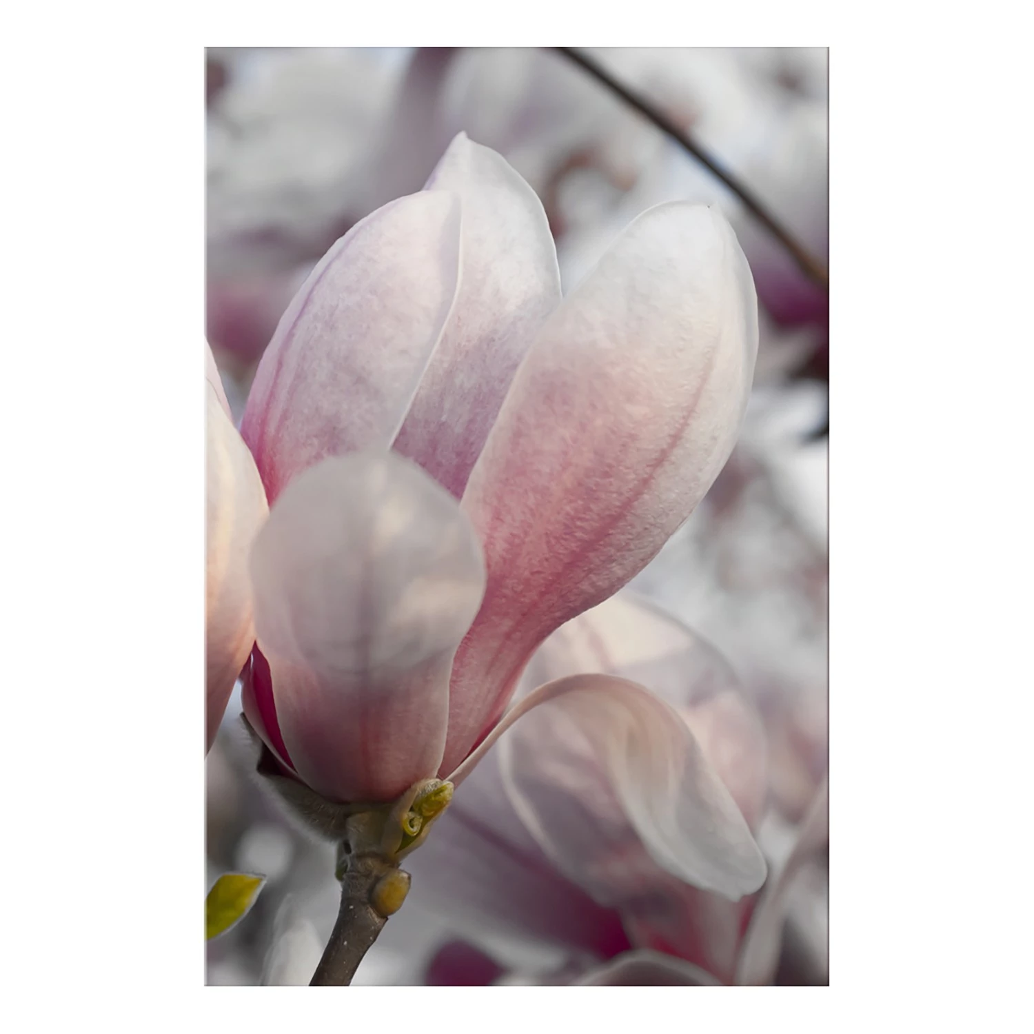 Artgeist Tableau déco Herald of Spring - Bois manufacturé et toile - Multicolore