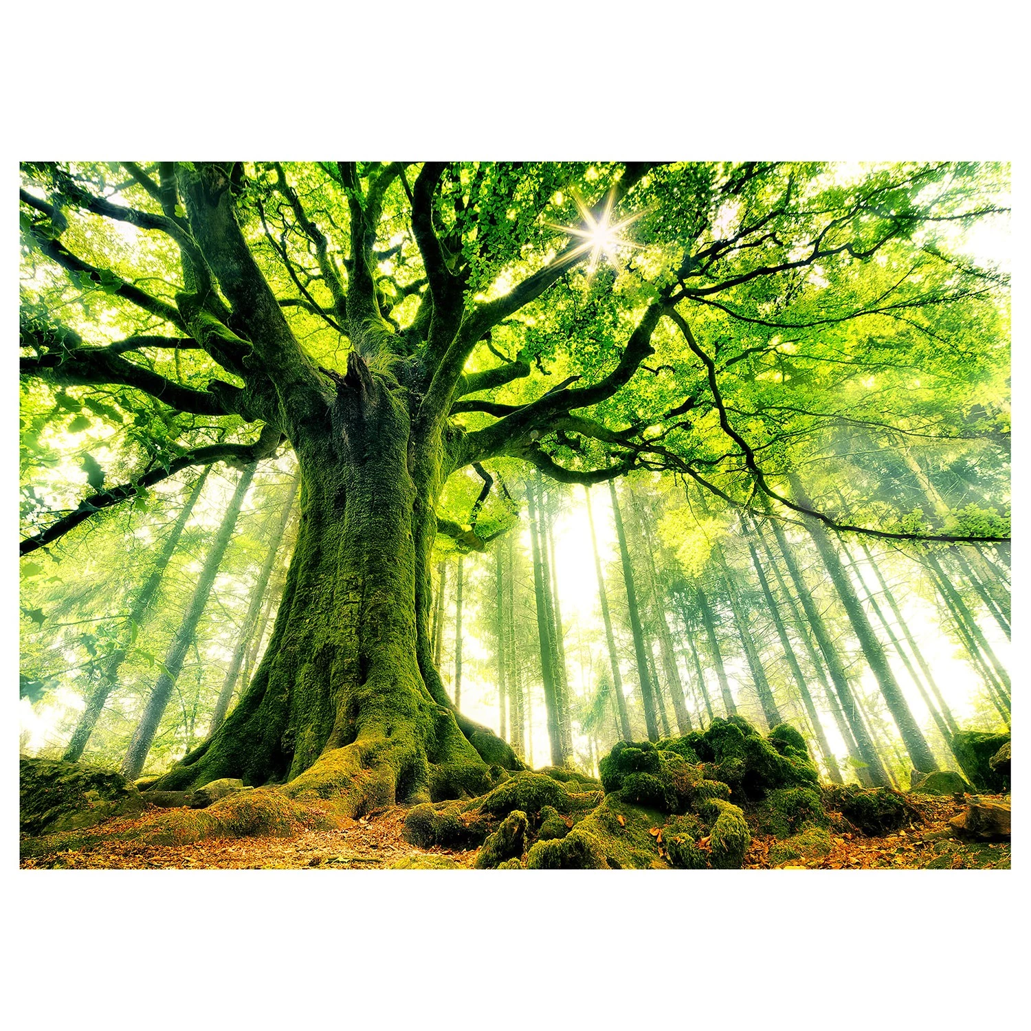 A.S. Création Impression sur toile Kiciak - Polyester PVC / Épicéa - Vert / Marron