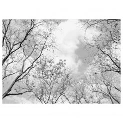 A.S. Création Tableau déco Tree Tops - Polyester PVC / Épicéa - Blanc / Noir