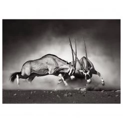 A.S. Création Impression sur toile Wild animals Duel - Polyester PVC / Épicéa - Blanc / Noir