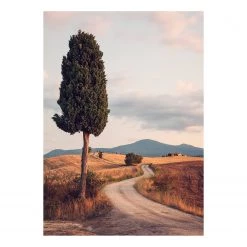 A.S. Création Impression sur toile Cypress Road - Polyester PVC / Épicéa - Vert