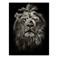 A.S. Création Impression sur toile Lion - Polyester PVC / Épicéa - Noir / Gris