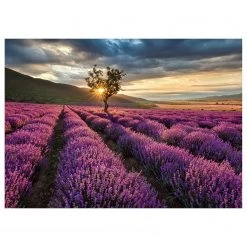 A.S. Création Impression sur toile Lavender Fields - Polyester PVC / Épicéa - Violet