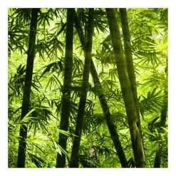 A.S. CrĂ©ation Impression sur toile Bamboo Forest - Polyester PVC / ĂpicĂ©a - Vert / Noir