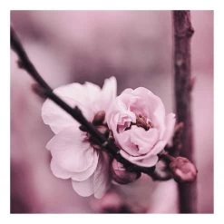 A.S. Création Impression sur toile Flower Buds - Polyester PVC / Épicéa - Rose