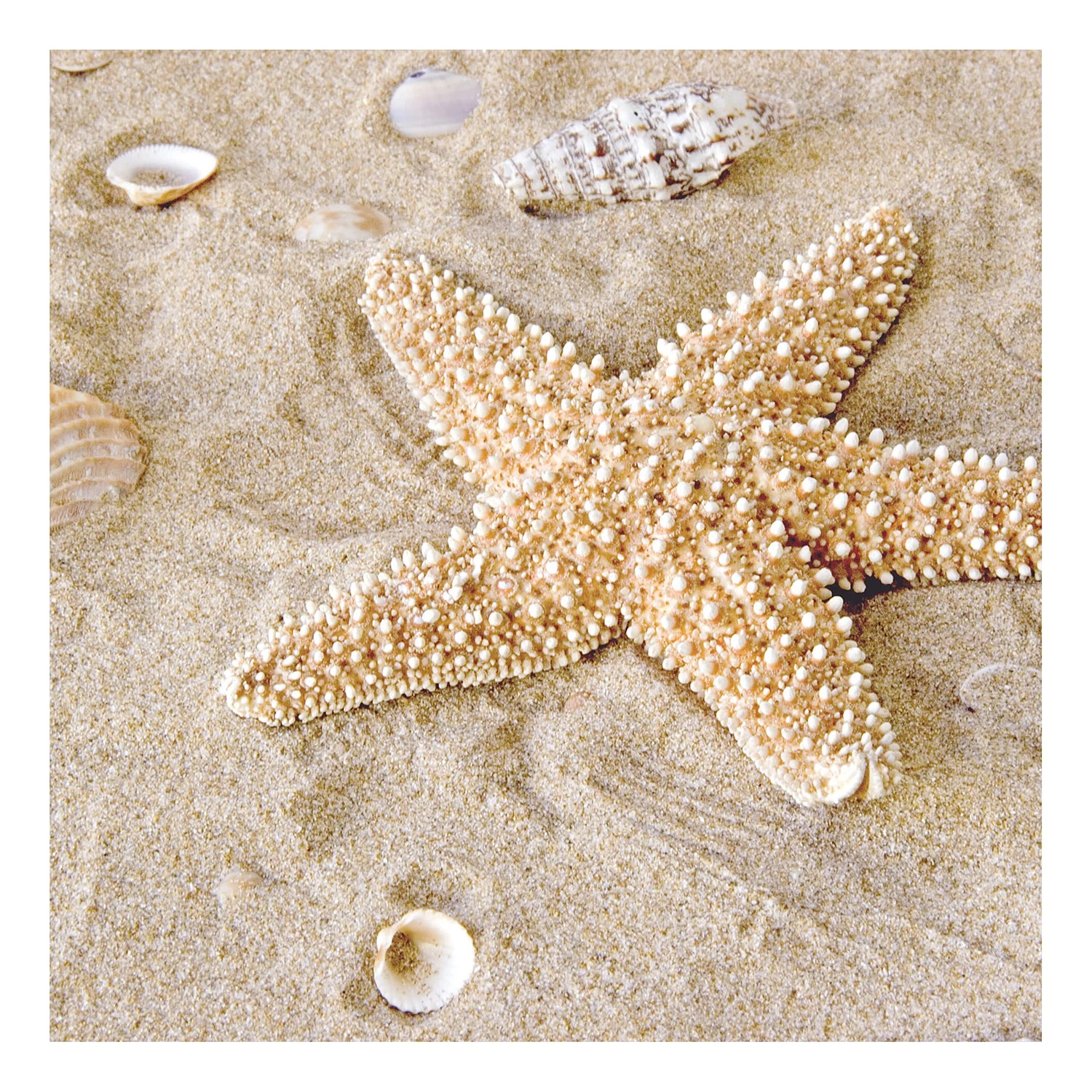 A.S. Création Impression sur toile Patrick Star - Polyester PVC / Épicéa - Beige