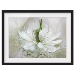 Bilderwelten Tableau déco Nigelle blanche II - Papier / Pin - Blanc - 100 x 70 cm