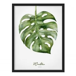 Bilderwelten Tableau déco Monstera botanique - Papier / Pin - Blanc - 50 x 70 cm