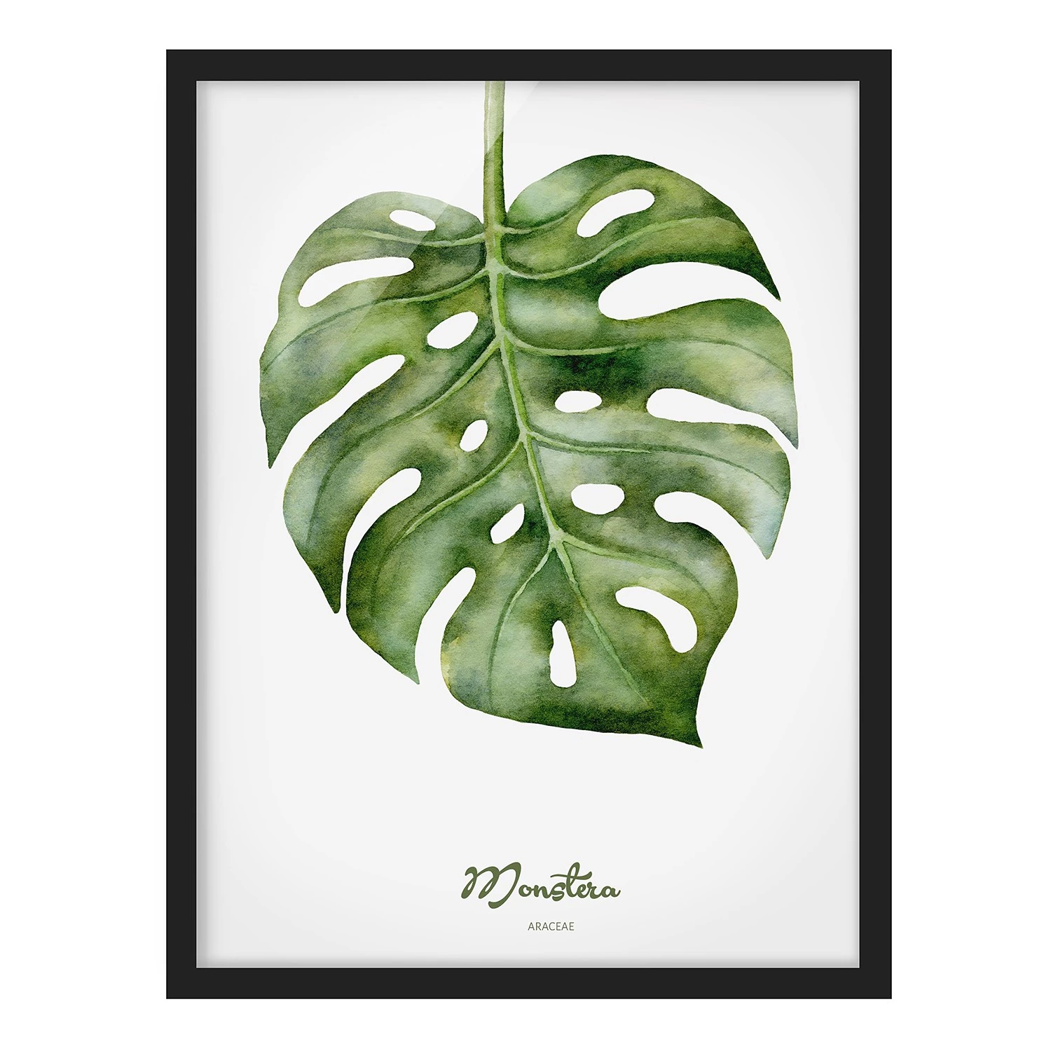 Bilderwelten Tableau déco Monstera botanique - Papier / Pin - Blanc - 50 x 70 cm