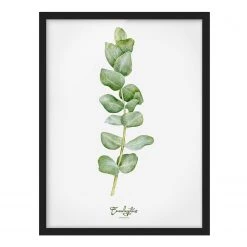 Bilderwelten Tableau déco Eucalyptus botanique - Papier / Pin - Blanc - 50 x 70 cm