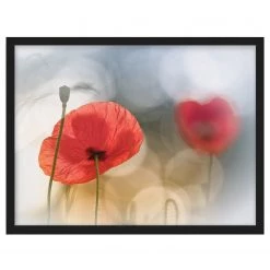 Bilderwelten Tableau déco Coquelicots le matin V - Papier / Pin - Rouge