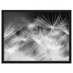 Bilderwelten Tableau déco Pissenlits - Papier / Pin - Noir / Blanc