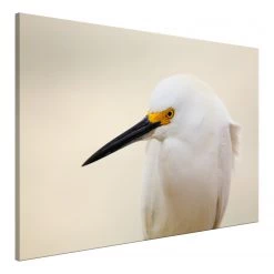 Artgeist Tableau déco Snowy Egret - Toile - Beige - 90 x 60 cm