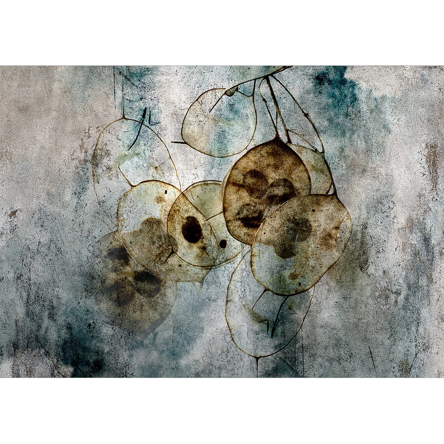 Artgeist Papier peint intissé Nature and Lunaria - Papier peint en intissé premium - Gris - Largeur : 400 cm