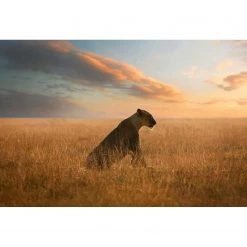 A.S. Création Papier peint Lionne - Intissé - Orange / Bleu / Marron - 3,84 x 2,6 cm