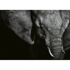 A.S. Création Papier peint Éléphant - Intissé - Noir / Gris - 3,84 x 2,6 cm