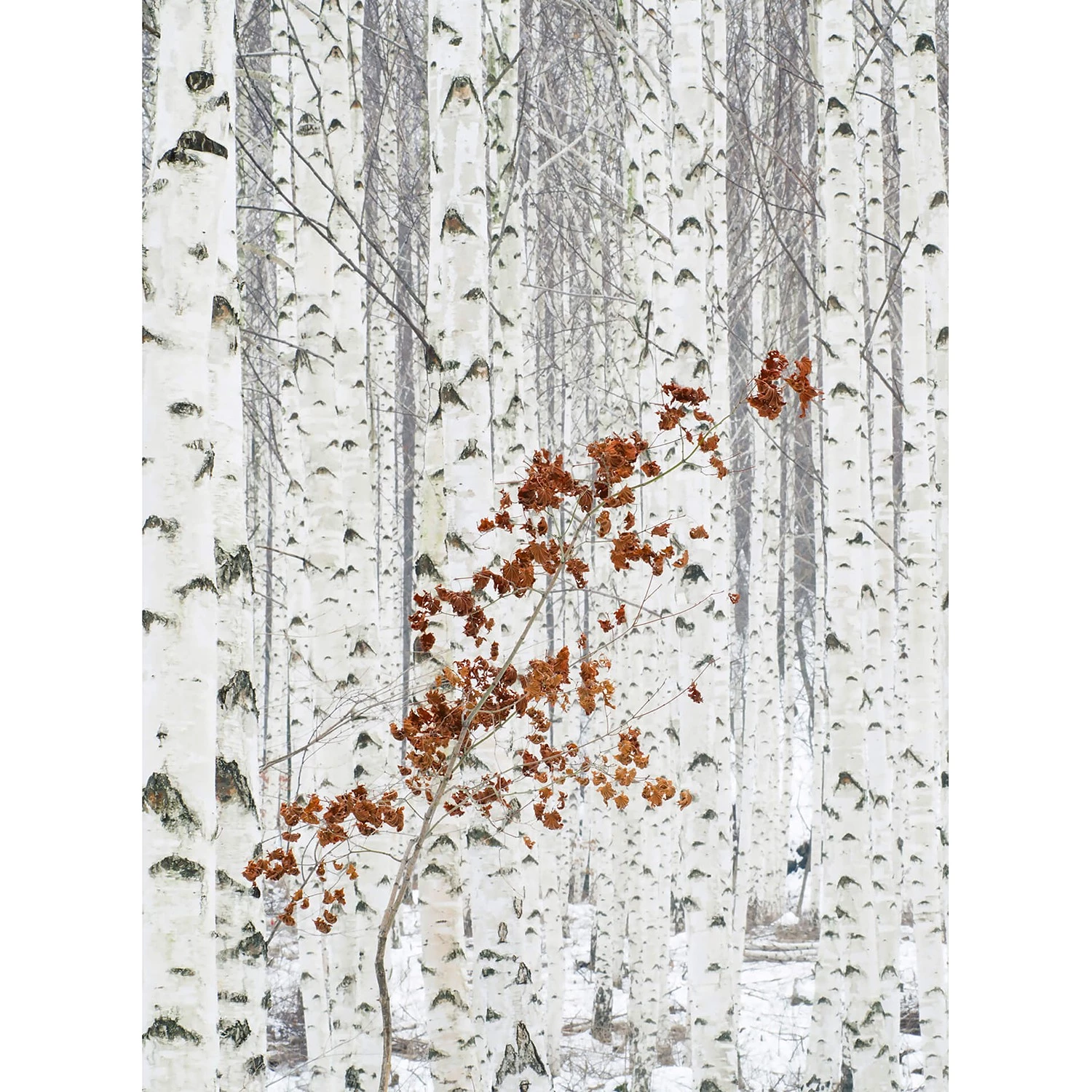 A.S. Création Papier peint Forêt de bouleaux - Intissé - Gris / Blanc / Rouge - 1,92 x 2,6 cm