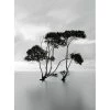 A.S. Création Papier peint Trees In Still Water - Intissé - Noir / Blanc - 1,92 x 2,6 cm