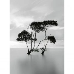 A.S. Création Papier peint Trees In Still Water - Intissé - Noir / Blanc - 1,92 x 2,6 cm