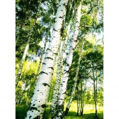 A.S. Création Papier peint Sunshine Forest Wald - Intissé - Vert / Blanc / Marron - 1,92 x 2,6 cm