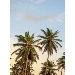 A.S. Création Papier peint Palmiers - Intissé - Bleu / Vert / Beige - 1,92 x 2,6 cm